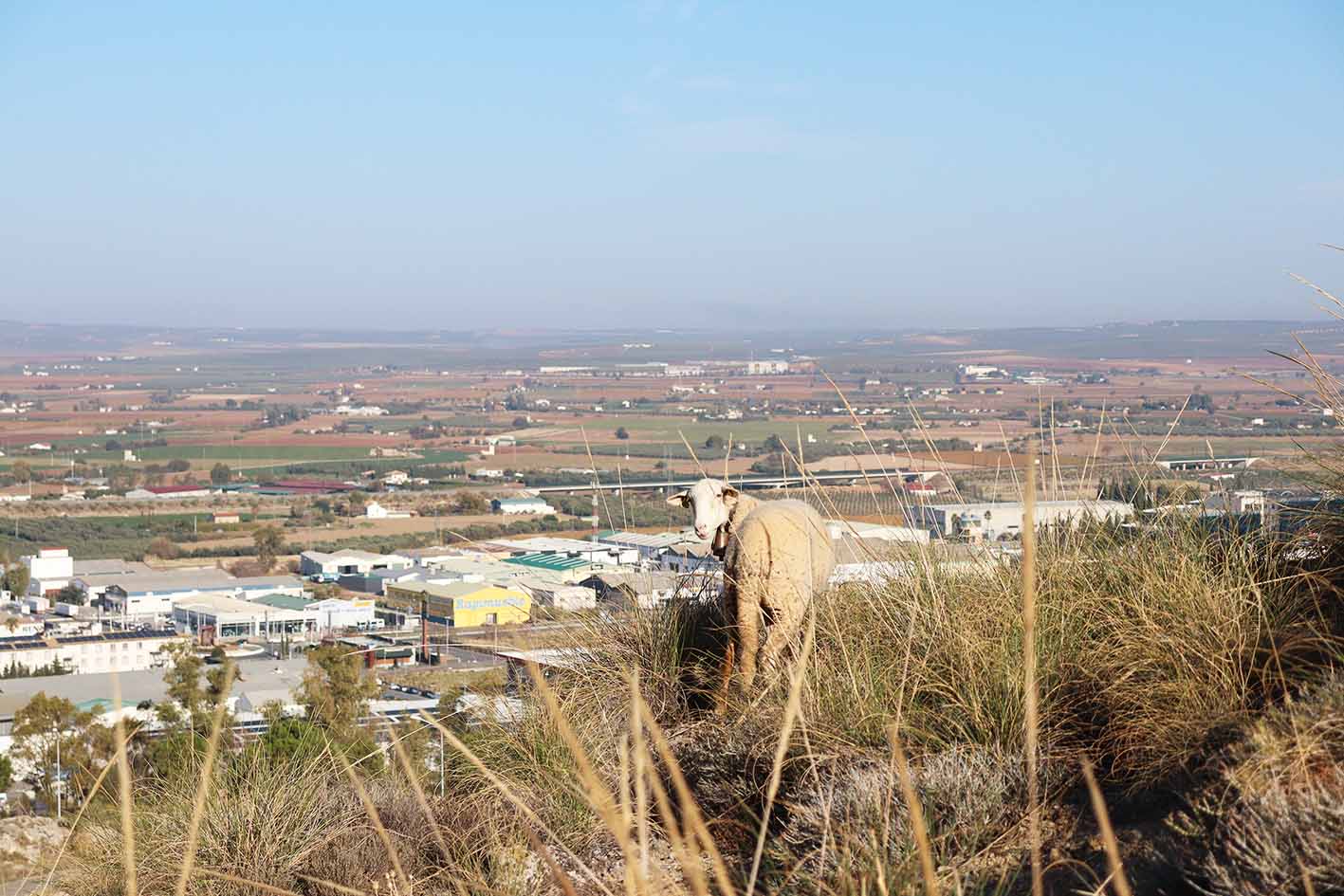 Foto de oveja en el poligono